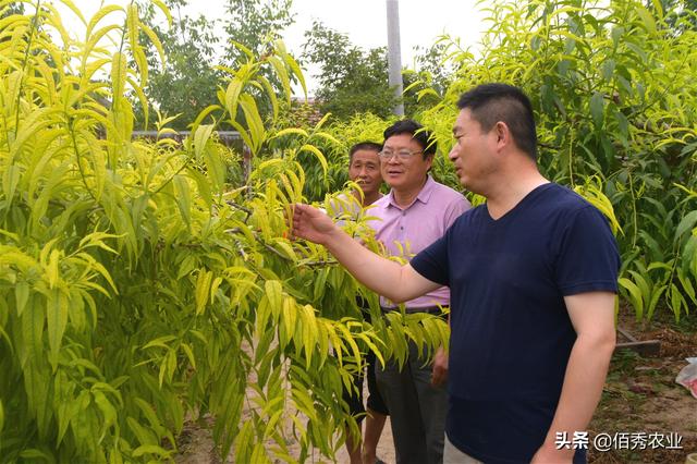 桃树叶片连年发黄，补铁效果不显著，种植户应掌握3种调理方法