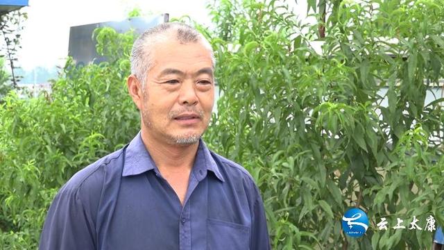 河南太康：蟠桃成为村民增收致富的“开心果”