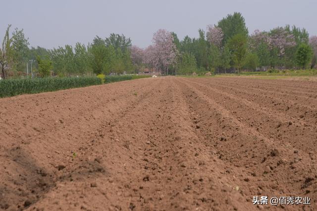 农村人种植红薯，做好3个准备工作，生长期省事还高产