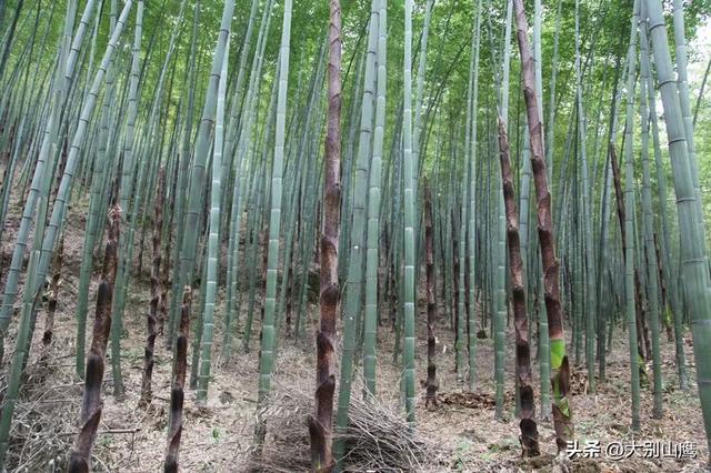 楠竹的生物特性、使用价值及种植技术