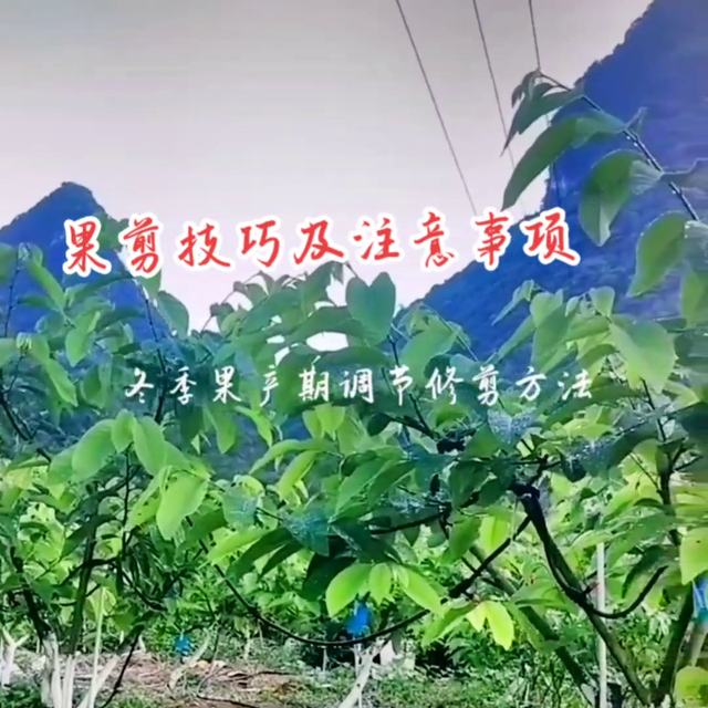 催花过早过晚都不好，释迦修剪催花小技巧和注意事项#释迦...