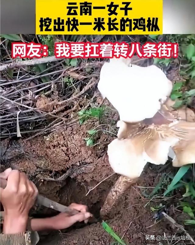 云南挖出1米长巨型蘑菇！说出来你不信，蘑菇好吃只有白蚁才会种