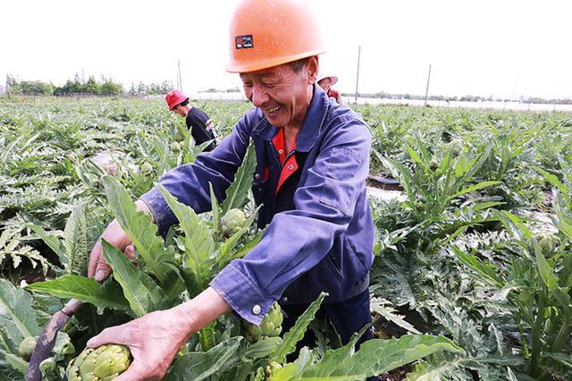 洋蓟要怎么种？洋蓟的种植技术