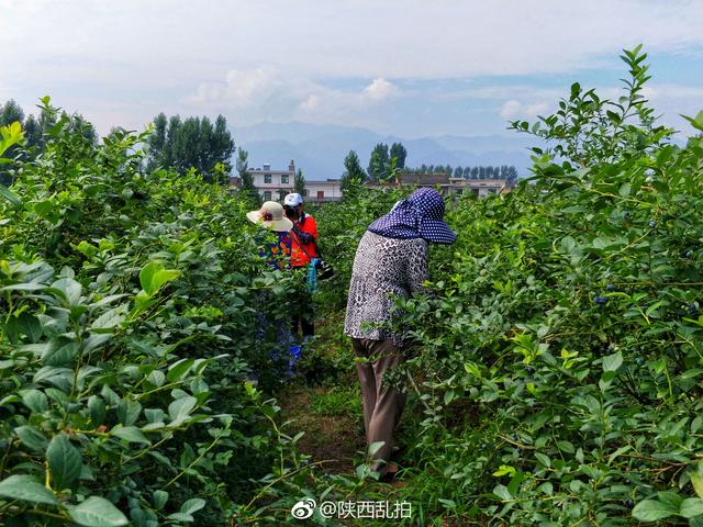 无蓝莓不夏天｜周至九峰藏了个百亩蓝莓园 不要门票任你吃到饱！