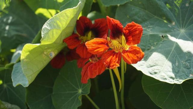 这花自带“金招牌”，夏天越养越爆盆，还能开成花瀑布