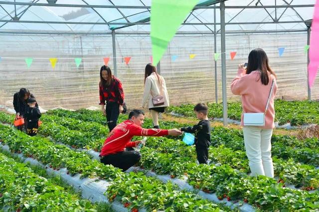 草莓采摘正当时，认识几种先进的草莓栽培模式