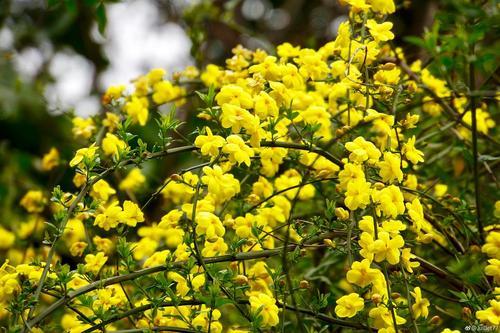 被统称为“雪中四友”之一的迎春花，种植技术介绍