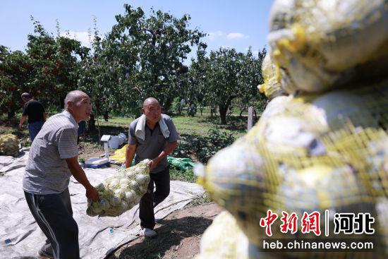 河北内丘：产业兴旺果飘香