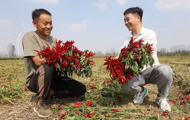 亳州市谯城区华佗镇：麦田套种朝天椒 “立体种植”效益高