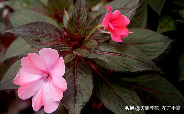 虽然凤仙花环境适应能力很强，但几个日常养护要点还是要注意的