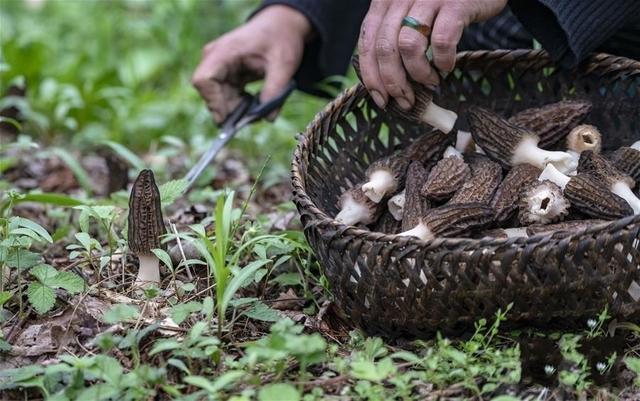 问政四川丨种植羊肚菌后，成都金堂农户求助：土地变“穷”了