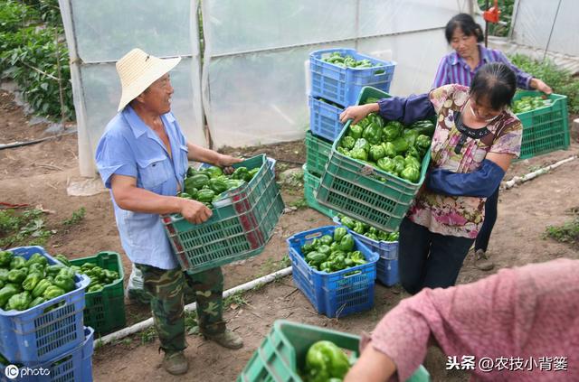 秋季大棚温室管理要全面！棚内瓜果蔬菜要高产，以下7点很关键