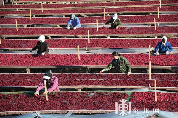 北药产业致富 黑龙江林区打造全国最大五味子种植基地