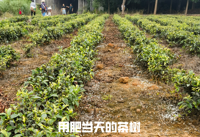 「纳米肥料种植现场」茶树不发新叶长得慢？试试这个肥