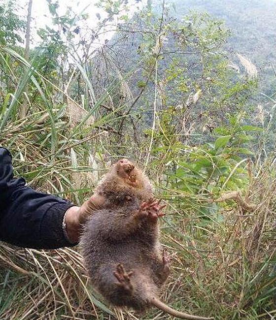 土狗一直在挖洞，男子以为在玩耍，随后却笑得合不拢嘴