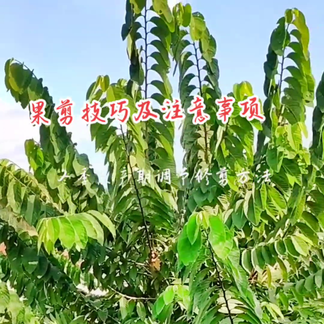 催花过早过晚都不好，释迦修剪催花小技巧和注意事项#释迦...