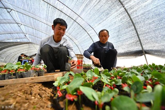 蔬菜嫁接育苗的方法和管理，做好这些工作，您也可以育出优质秧苗