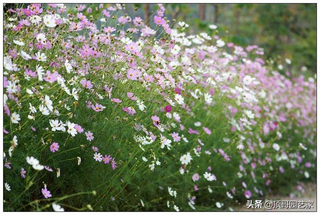 4种适合打造花海的草花，花期很长，有了院子可以种上一片