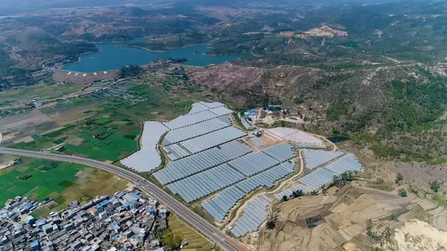 好甜噢~没想到云南这个地方的蓝莓是这样种出来的