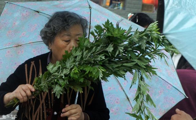 艾草虽然种植前景广阔，但不是哪里都可以种植的，这个你知道吗