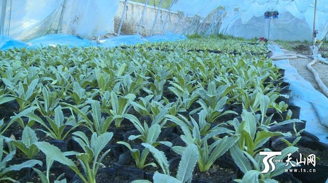 新疆巩留县1万多株人工种植雪莲育苗成功