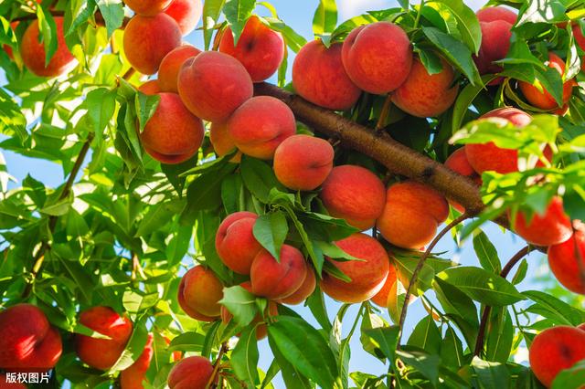 种植桃果实关键技术，加强管理知识，增进果实品质