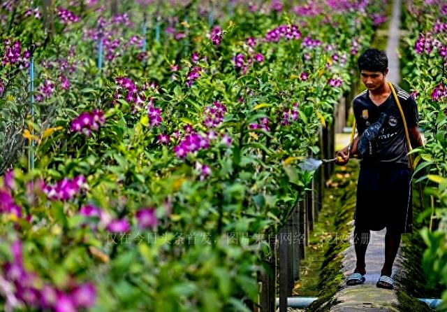 全球最大兰花种植和出口国遭重击，农场倒闭从业者难以为继