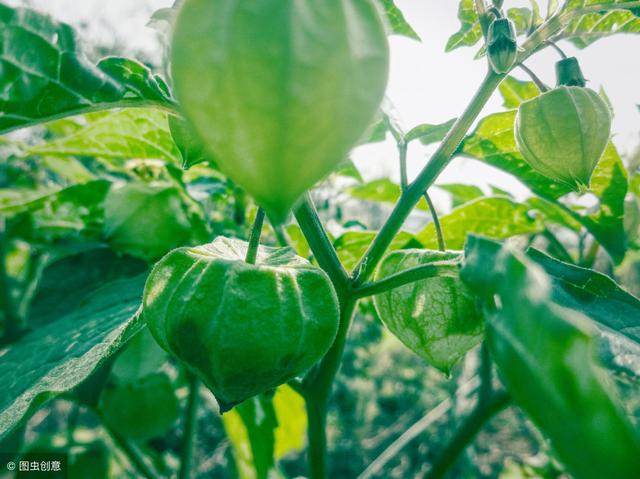 黄菇娘这样种植上市早、好吃、销售好、效益高