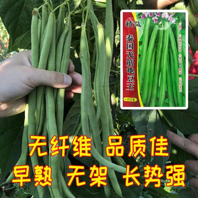 豆荚又嫩又长的四季豆品种，最长可达24厘米，无需搭架，产量高