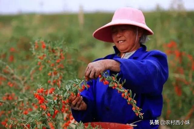 枸杞要怎么种？枸杞的种植方法