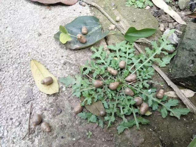 农村院子里的山药豆，一年采摘正当时