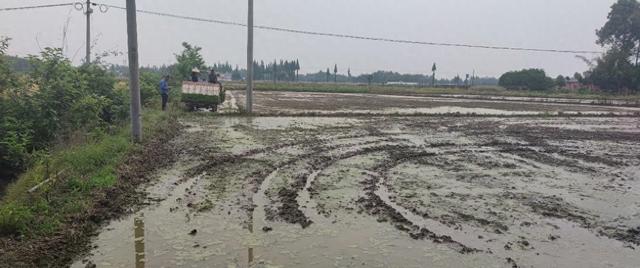 认识和理解水稻土，提升种植管理水平，提高水稻产量