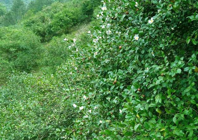 豫南山区怎样做油茶林建设的？及怎样做到茶油高产？方法全在这里