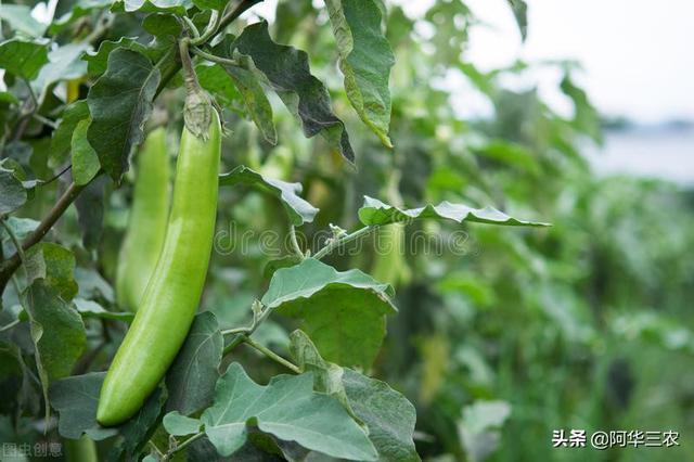 种植茄子，掌握4个田间管理措施，植株长势好茄子压枝条