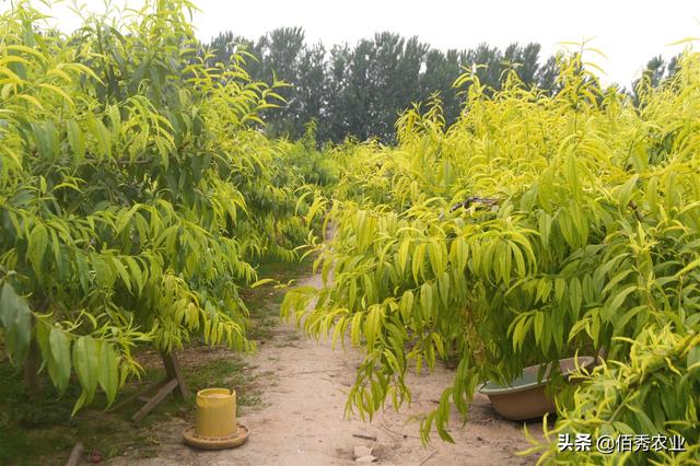 桃树叶片连年发黄，补铁效果不显著，种植户应掌握3种调理方法