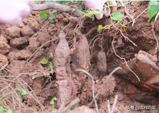 何首乌种植需要注意以下几点？