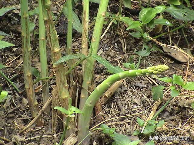 农村种植“芦笋”想优质高产，从这些管理方法及5个调整方面入手