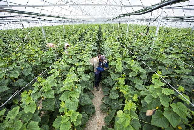 大棚黄瓜种植技术，科学种植，重点做好这几个方面