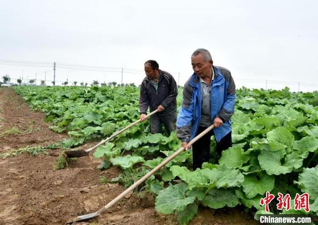 万亩“丰县牛蒡”助力乡村振兴 汉皇故里江苏丰县再领风骚