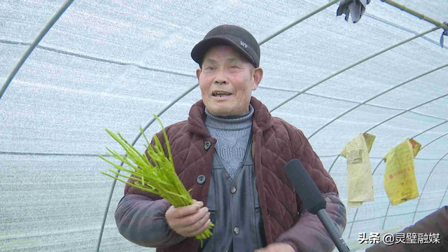 灵璧县娄庄镇汴河村：“党建+”让大棚芦蒿种出好生活