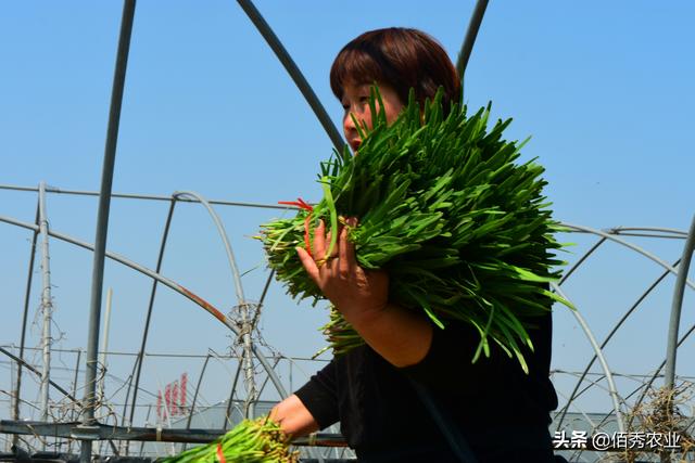 适合农村种植的5种懒人菜，被称为摘不败，种一茬够家人吃半年