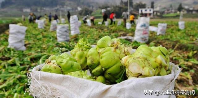 榨菜高产种植技术，做好以下几点，产量立马提上去