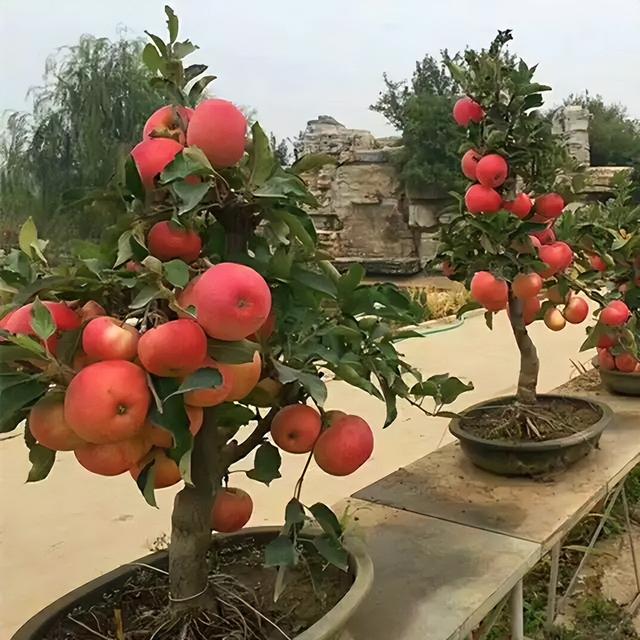 庭院种“4种果”，耐热耐寒，美味营养，喜庆吉利，风景如画