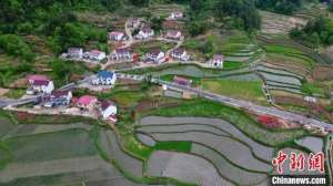 安庆蔬菜种植基地(航拍安徽岳西茭白田：满眼葱绿孕育生机)