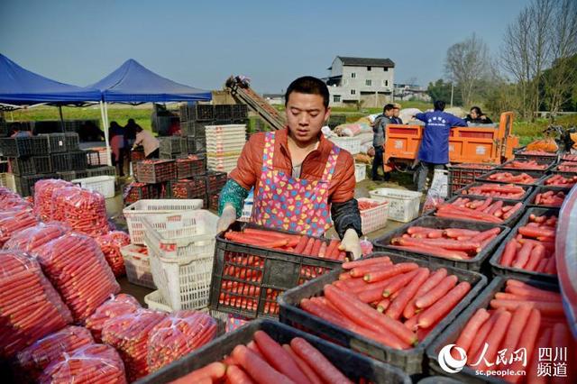 简阳市飞龙乡龙王村：冬日里农忙，红萝卜丰收