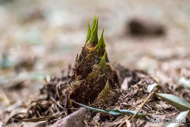 楠竹的生物特性、使用价值及种植技术