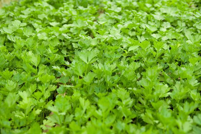 芹菜种植栽培技术要点，以及科学化田间管理，建议收藏