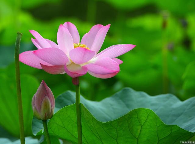 缤纷花海，荷花培养小窍门