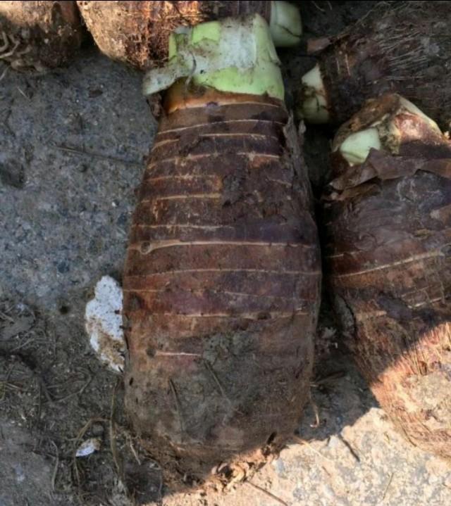 为什么别人种植的芋头既高产又优质？这些种植要点一个都不能少