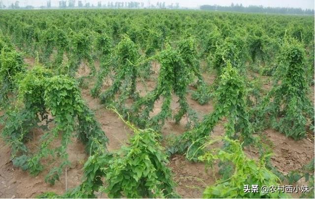 高产山药的种植要点 这一些要做好